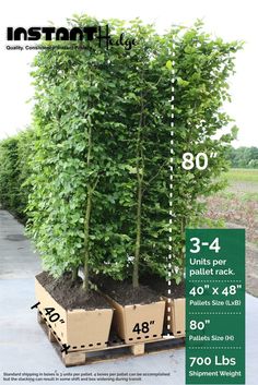 an info sheet showing the size and height of a tree in two different boxes with measurements