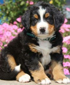 a black and brown puppy sitting in front of pink flowers