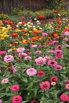 many different colored flowers in a garden