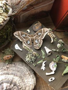 a moth is sitting on a piece of wood next to shells and other things that are laying around it