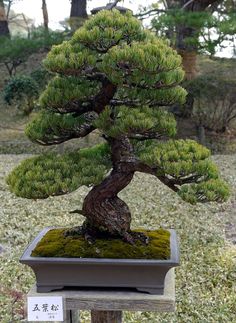 a bonsai tree with moss growing on it