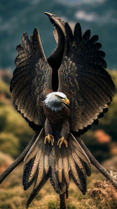 an eagle spreads its wings while standing on top of a hill in front of mountains