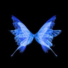 a blue butterfly flying through the air