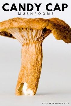 a close up of a mushroom with the words candy cap mushrooms on it's side