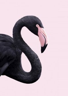 a black flamingo with a pink beak standing in front of a light pink background