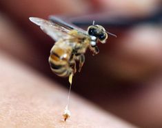 a close up of a bee on someone's arm with it's head in the air