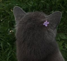 a black cat with a purple flower on its back