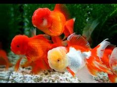 two orange and white fish in an aquarium