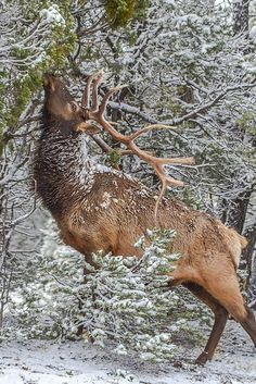 a deer that is standing in the snow