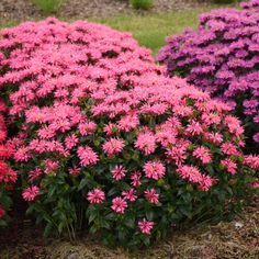 pink and purple flowers are growing in the garden