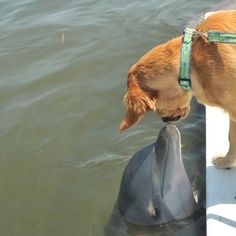 a dog standing on the side of a boat with a dolphin in it's mouth