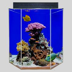 an aquarium with fish and corals in it