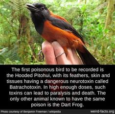 a bird sitting on top of a person's hand in front of some trees