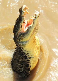 an alligator is in the water with its mouth open