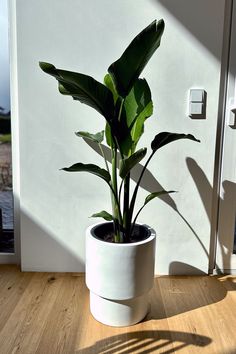 a potted plant sitting on top of a wooden floor next to a white door