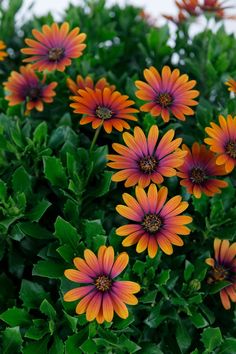 many orange and pink flowers with green leaves