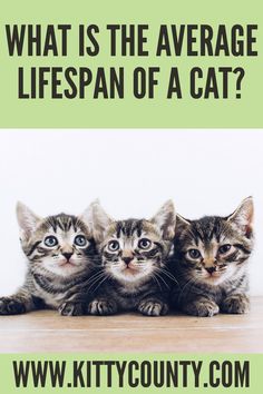 what is the average lifespan of a cat Getting A Kitten, Food Dispensers, Automatic Cat Feeder, Living With Cats, Healthy Cat, Cat Feeder, Kitten Care