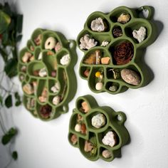 two green trays with shells and plants in them on a white wall next to a potted plant