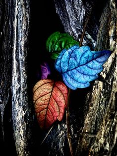 three different colored leaves on a tree trunk