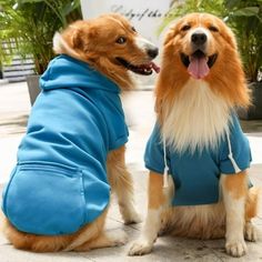 two dogs are sitting on the ground wearing hoodies and jackets with their mouths open