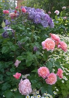 some pink and purple flowers in a garden