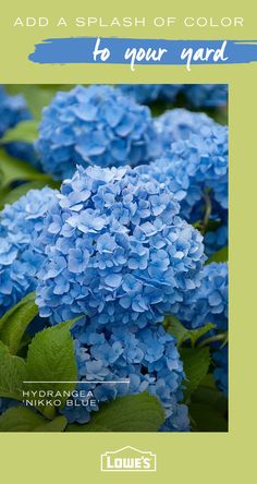 blue flowers with the words, add a splash of color to your garden