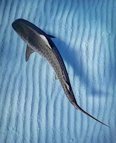 a shark is swimming in the water on some snow covered ground with blue sky and white clouds