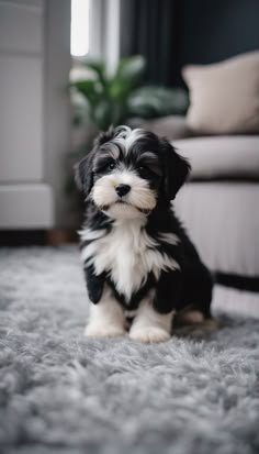 a small black and white dog sitting on top of a rug