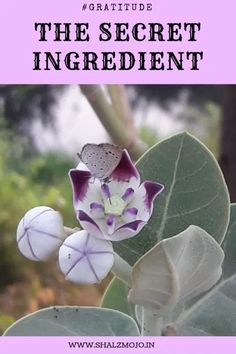 a purple and white flower sitting on top of a green leafy plant with text overlay