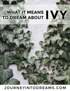 Have you recently had a dream about ivy? Learn the symbolism of ivy and what it means to dream about ivy in our dream dictionary. What Your Dreams Mean, Symbol Meanings, Sleep Phases, Dream Dictionary, Dream Meaning, Nails 2023 Trends, The Ego