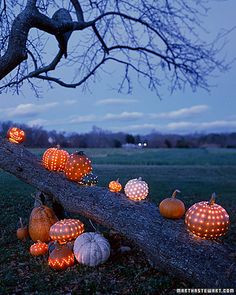 pumpkins are lit up on the ground in front of a tree branch and grassy field