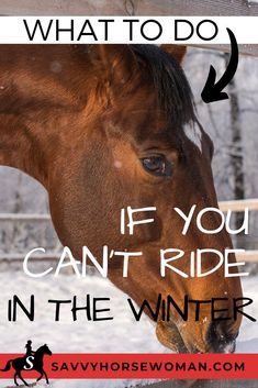 a brown horse standing next to a fence with the words if you can't ride in the winter