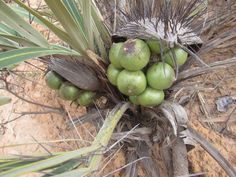 a bunch of green fruit sitting on top of a palm leaf covered tree branch in the desert