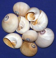 several sea shells on a blue background