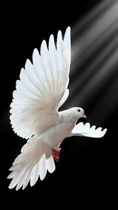 a white bird flying through the air with its wings spread