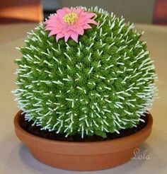 a pink flower sitting on top of a green plant