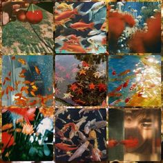 a collage of fish and plants in different colors