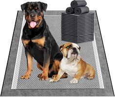 two dogs sitting next to each other on a rug