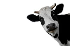 a black and white cow with horns looking at the camera while standing against a white background