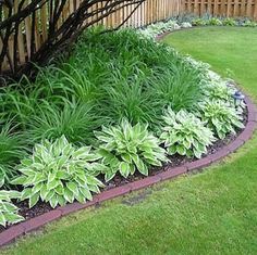 a garden with lots of green plants in the grass and some bushes on the side