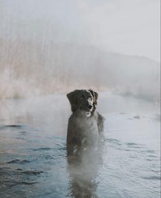 a dog is standing in the water with steam coming out of it's mouth