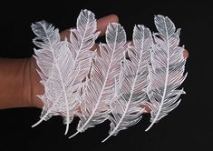 several white feathers are being held in the palm of someone's hand, against a black background