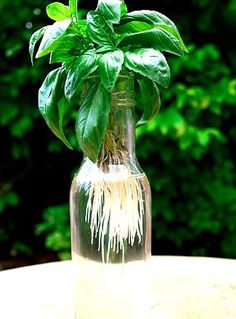 a glass vase filled with green plants on top of a table