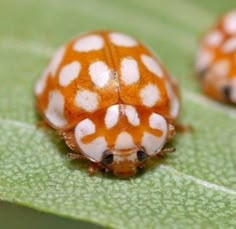 two orange and white bugs sitting on top of a green leaf covered in drops of water