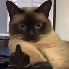 a siamese cat sitting on top of a computer keyboard with its paw up to the camera