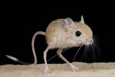 a small mouse standing on top of sand