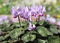 some purple flowers are growing in the dirt