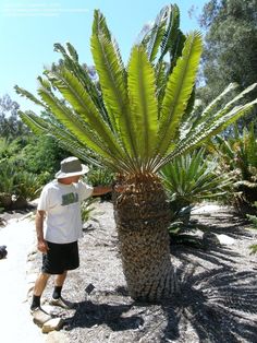 a man standing next to a palm tree in the middle of a dirt area with trees and bushes behind him