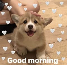 a dog is sitting on the floor with hearts in front of it and someone's hand over his head