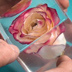 a person is holding a flower in a clear box